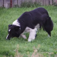 Frankie, a female Border Collie for sale in Rock, KS – Photo 7 of 8