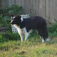 Frankie, a female Border Collie for sale in Rock, KS – Photo 4 of 8