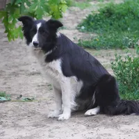 Frankie, a female Border Collie for sale in Rock, KS – Photo 5 of 8