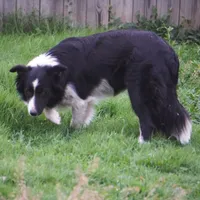 Frankie, a female Border Collie for sale in Rock, KS – Photo 8 of 8