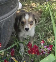 Samoa, a female Border Collie for sale in Rock, KS – 5 of 9