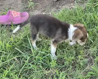 Samoa, a female Border Collie for sale in Rock, KS – 9 of 9