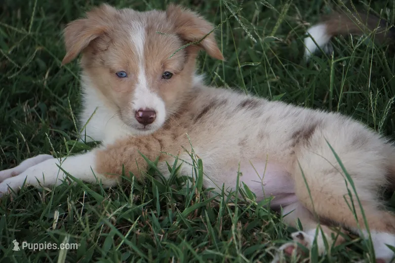 Dahlia – Border Collie puppy for sale in Rock, KS
