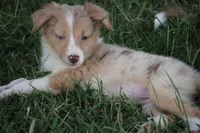 Dahlia, a female Border Collie for sale in Rock, KS – 1 of 5