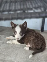 Sebastian , a male Border Collie for sale in Rock, KS – 2 of 9