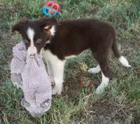 Destiny, a female Border Collie for sale in Rock, KS – 3 of 7