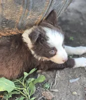 Sebastian , a male Border Collie for sale in Rock, KS – 4 of 9