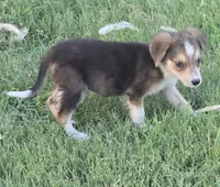Samoa, a female Border Collie for sale in Rock, KS – 6 of 9