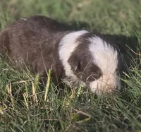 Sebastian , a male Border Collie for sale in Rock, KS – 2 of 3