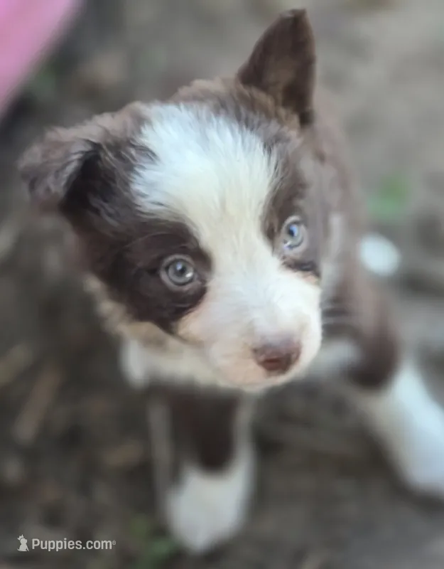 Sebastian  – Border Collie puppy for sale in Rock, KS