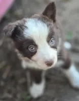 Sebastian , a male Border Collie for sale in Rock, KS – 5 of 9