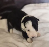 Harley, a female Border Collie for sale in Rock, KS – Photo 1 of 3