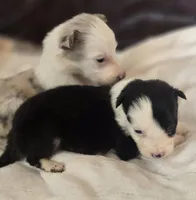 Harley, a female Border Collie for sale in Rock, KS – Photo 3 of 3