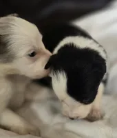 Harley, a female Border Collie for sale in Rock, KS – Photo 2 of 3