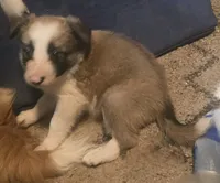 Damon, a male Border Collie for sale in Rock, KS – 2 of 2