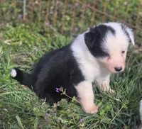 Celine, a female Border Collie for sale in Rock, KS – Photo 3 of 5