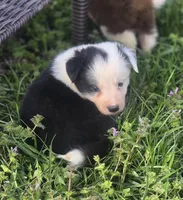 Celine, a female Border Collie for sale in Rock, KS – Photo 5 of 5