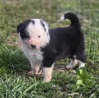 Celine, a female Border Collie for sale in Rock, KS – Photo 2 of 5