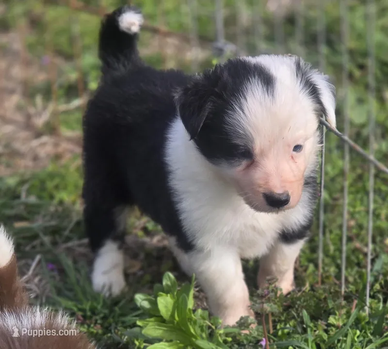 Celine – Border Collie puppy for sale in Rock, KS