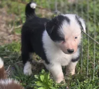 Celine, a female Border Collie for sale in Rock, KS – Photo 1 of 5