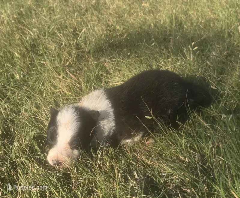 Sylvester  – Border Collie puppy for sale in Rock, KS