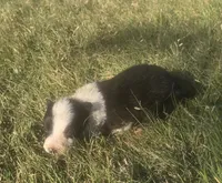 Sylvester , a male Border Collie for sale in Rock, KS – 1 of 2