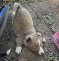 Sage , a female Border Collie for sale in Rock, KS – 3 of 9