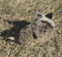 Pele, a male Border Collie for sale in Rock, KS – Photo 4 of 4