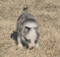 Pele, a male Border Collie for sale in Rock, KS – Photo 1 of 4