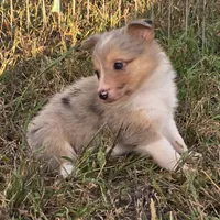 Fairydust, a female Border Collie for sale in Douglass, KS – 4 of 5