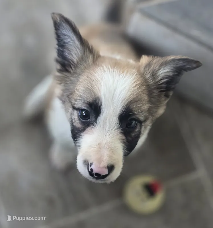 Doby – Border Collie puppy for sale in Rock, KS