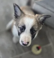 Doby, a male Border Collie for sale in Rock, KS – 1 of 10