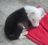 Shade, a female Border Collie for sale in Rock, KS – 3 of 9