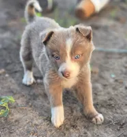 Sage , a female Border Collie for sale in Rock, KS – 4 of 9
