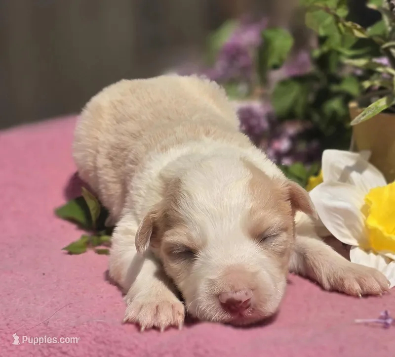 Sunny – Border Collie puppy for sale in Rock, KS