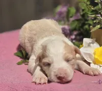 Sunny, a female Border Collie for sale in Rock, KS – Photo 1 of 5