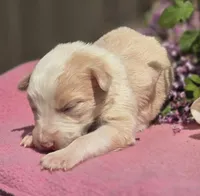 Sunny, a female Border Collie for sale in Rock, KS – Photo 3 of 5