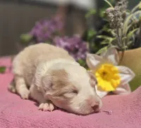 Sunny, a female Border Collie for sale in Rock, KS – Photo 5 of 5