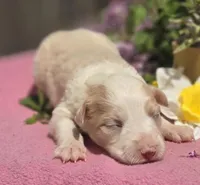 Sunny, a female Border Collie for sale in Rock, KS – Photo 2 of 5