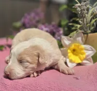 Sunny, a female Border Collie for sale in Rock, KS – Photo 4 of 5