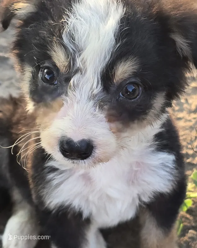Samson – Border Collie puppy for sale in Rock, KS