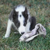 Dax, a male Border Collie for sale in Douglass, KS – 7 of 9
