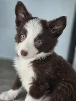 Sebastian , a male Border Collie for sale in Rock, KS – 1 of 9