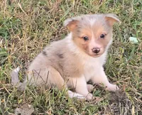 Fairydust, a female Border Collie for sale in Douglass, KS – 3 of 5