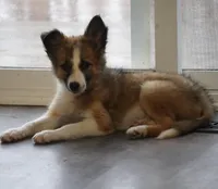 Sandra, a female Border Collie for sale in Rock, KS – Photo 2 of 7