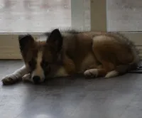 Sandra, a female Border Collie for sale in Rock, KS – Photo 5 of 7