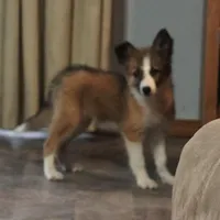 Sandra, a female Border Collie for sale in Rock, KS – Photo 3 of 7