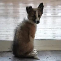 Sandra, a female Border Collie for sale in Rock, KS – Photo 7 of 7