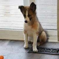 Sandra, a female Border Collie for sale in Rock, KS – Photo 4 of 7