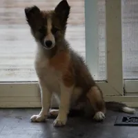 Sandra, a female Border Collie for sale in Rock, KS – Photo 6 of 7